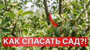 ТЛЯ В САДУ на ЯБЛОНЕ И ГРУШЕ? ПРИЧИНЫ и РЕШЕНИЯ!