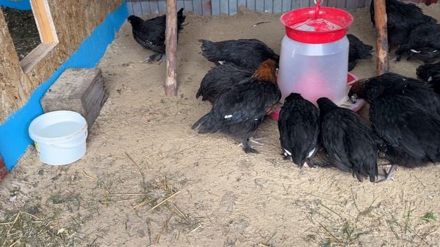 9 июня Мараны  и компания 😀