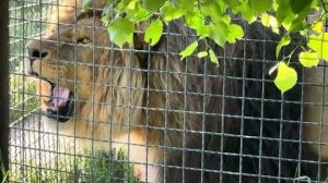 Я учу льва ЗАЩИЩАТЬ свой прайд и показать всем львиную мать!