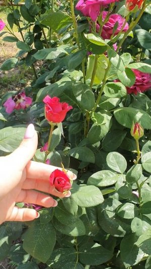 Не могу налюбоваться розами, ну какие они красивые😃