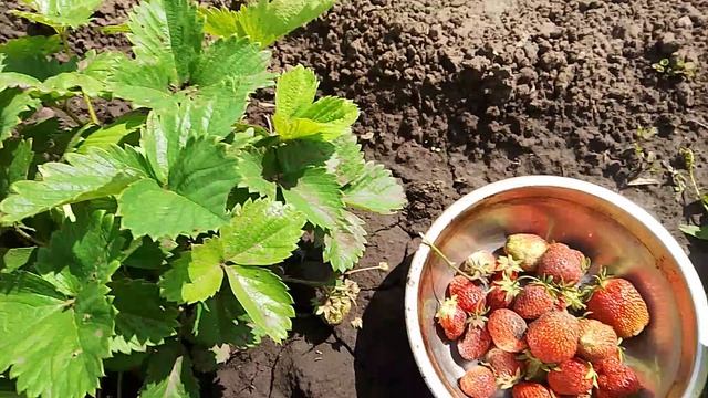 СОБИРАЕМ КЛУБНИКУ 🍓🍓🍓 смотреть онлайн