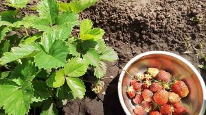 СОБИРАЕМ КЛУБНИКУ 🍓🍓🍓