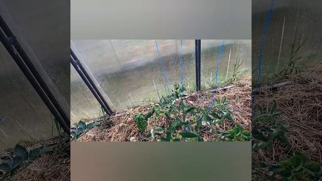в гостях у моей сестры Альбины
