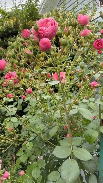 Помпонелла🌸8 июня🌸 смотреть онлайн
