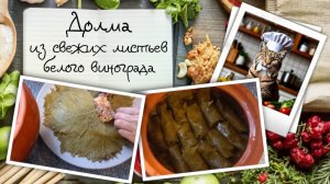 Долма из свежих листьев: шедевр кулинарного «еврейства» от Балкан до Востока
