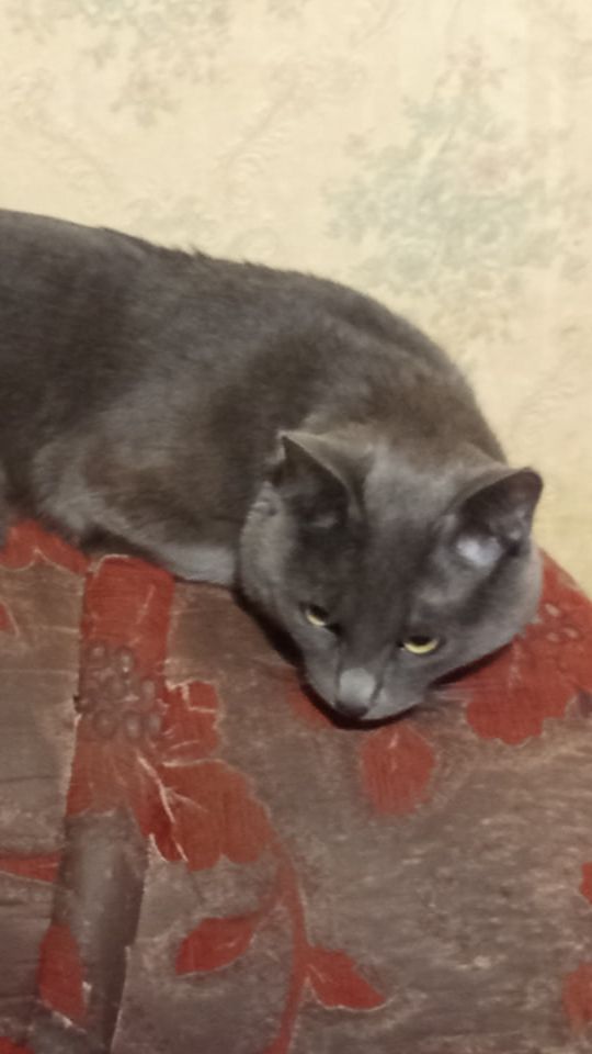 Кот Атос задумался о чём-то важном #shorts #котатос #умныйкот #животные #коты
