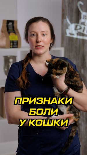 Кошка никогда не скажет, что ей больно! Признаки боли у кошки.