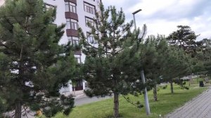 Анапа. Утренняя дорога к пляжу. 9 июня 2026.