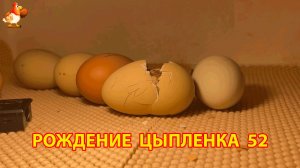 Вылупление цыпленка из яйца в инкубаторе версия 52