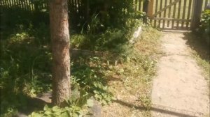 Прогулка с басиком и обзор на дом