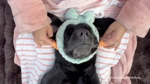 My dog booked an acupressure treatment