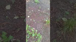 гуляем по городу. 1 часть.