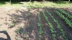 Огород потихоньку движение даёт