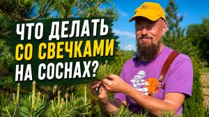 Что делать со свечками на соснах?