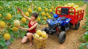 Собираю желтые дыни, питахайю и бананы на продажу. Работаю в саду и ухаживаю за животными. Серия 21