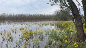 #сургут #природа #обь #река #звукиприроды