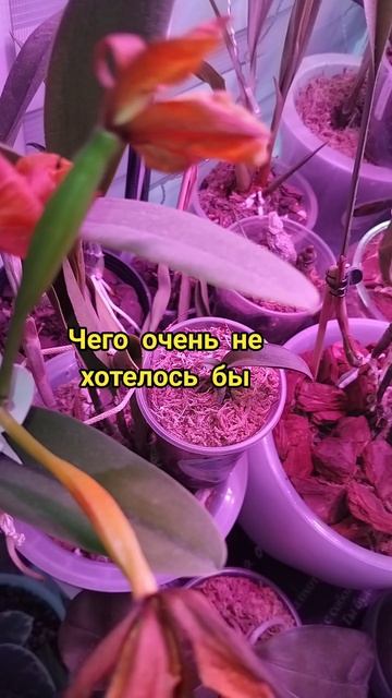 последние новости про семенные коробочки орхидей...одну отсушивает🥺