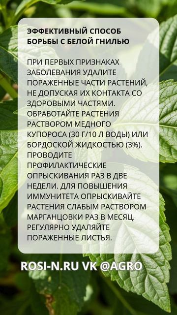Суперэффективный способ борьбы с белой гнилью