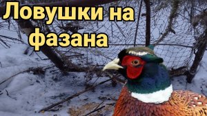 Ловушка На Фазана [1 часть]