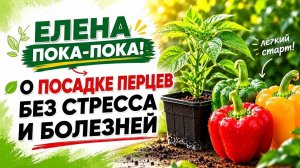 Перцы дадут урожай, если посадить их вот так