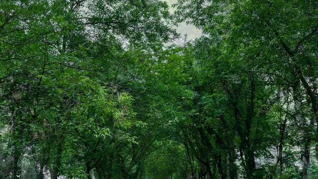 Прогулка под дождём☔ в стиле диско🌱🌼🌳🌲🐈⬛🌷🕊️📀🐦🌾📀