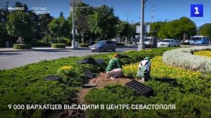 9 000 бархатцев высадили в центре Севастополя