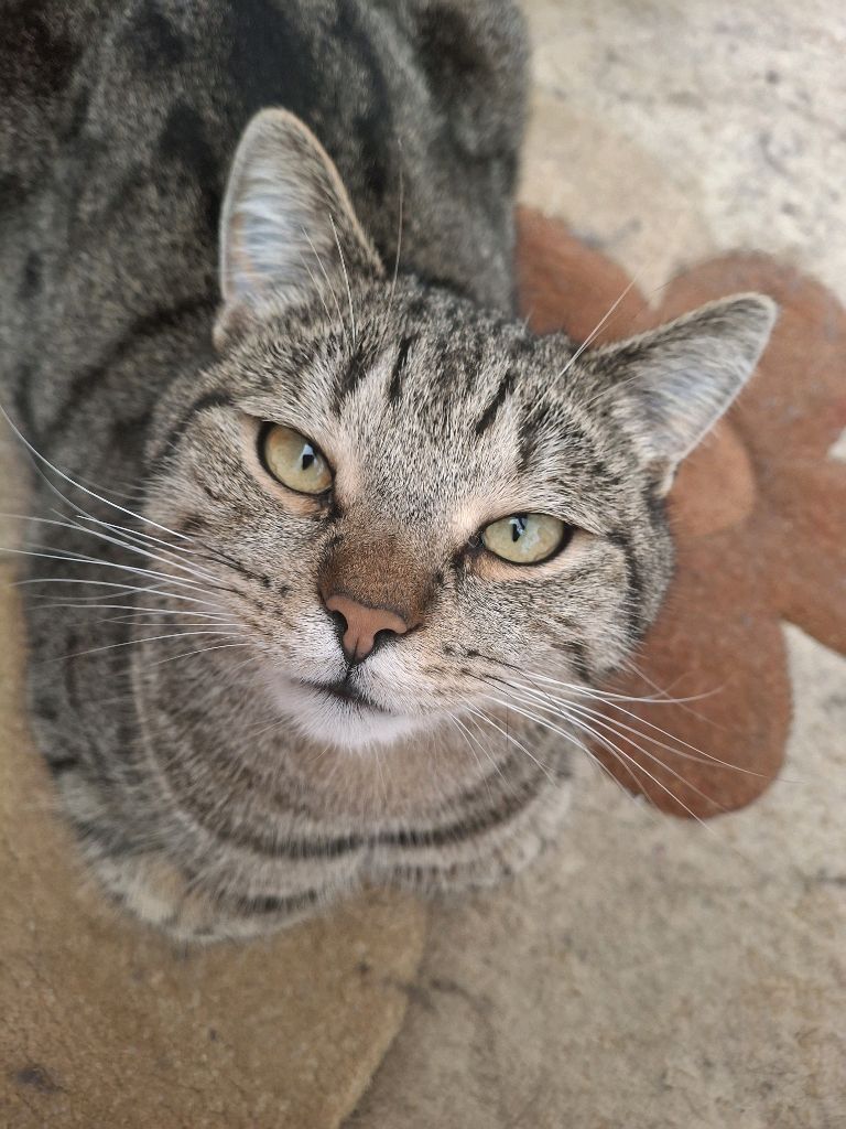 котики смотреть онлайн