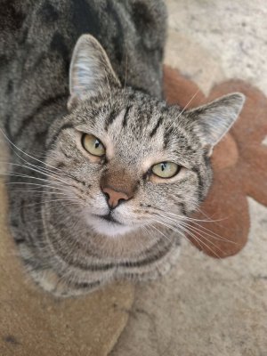 котики