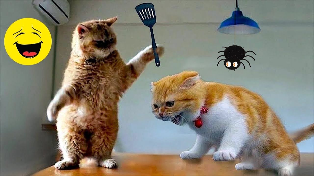 СМЕШНЫЕ КОТЫ | ЛУЧШИЕ ПРИКОЛЫ С КОТАМИ, СОБАКАМИ, КОШКИ, СОБАКИ, ЖИВОТНЫЕ, СМЕШНОЕ ВИДЕО смотреть онлайн