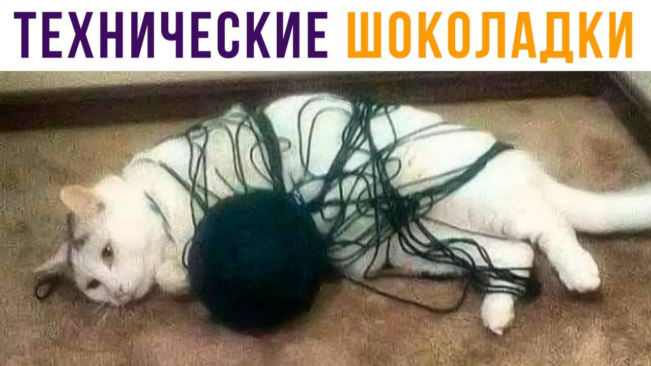 Произошли технические шоколадки)) Приколы с котами смотреть онлайн