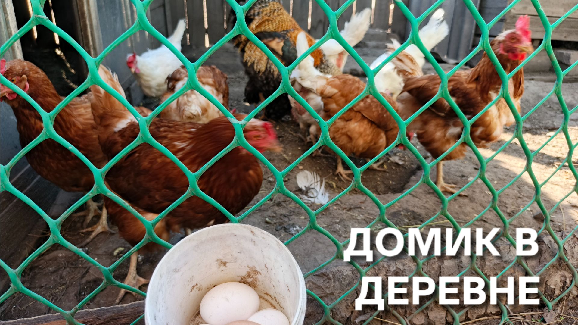 Жизнь в деревне Курам пора на суп Терпение скоро лопнет