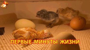 Первые минуты жизни новорожденных цыплят в инкубаторе 1