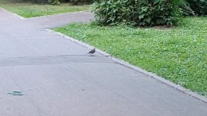 Раннее утро в Москве