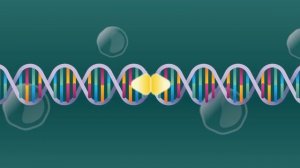 33. DNA Structure & Replication: Our Instruction Manual for Existing: Crash Course Biology