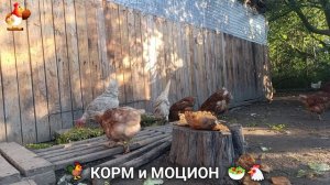 Кормление кур овощами и фруктами для зарядки и от скуки 🥗🐓🤗  (104)