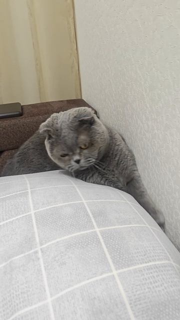 Шотландская вислоухая кошка Риана 09.06.2026.
