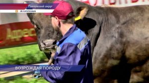 Красную горбатовскую породу коров хотят сохранить и развивать в Нижегородской области