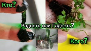 Радость или Гадость_ Всё зависит кто кого подавит. Про #орхидеи и их содержание
