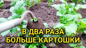 КАРТОШКИ будет намного больше, просто нужно сделать это