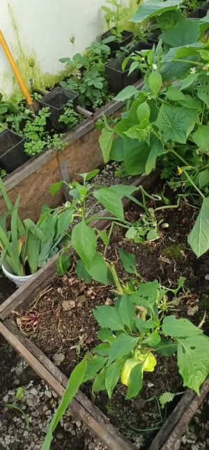Сажаю бананы в теплице и ем кукурузу с куста!