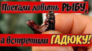 Новое приключение. Поехали на рыбалку а встретили гадюку.