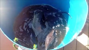 Запуск 100 кг. осетра в Нижний пруд. Клёвое место Лосиный остров.