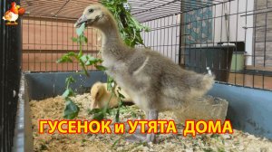 Гусёнок и два утёнка сейчас дома, потому что на улице слишком холодно (2)