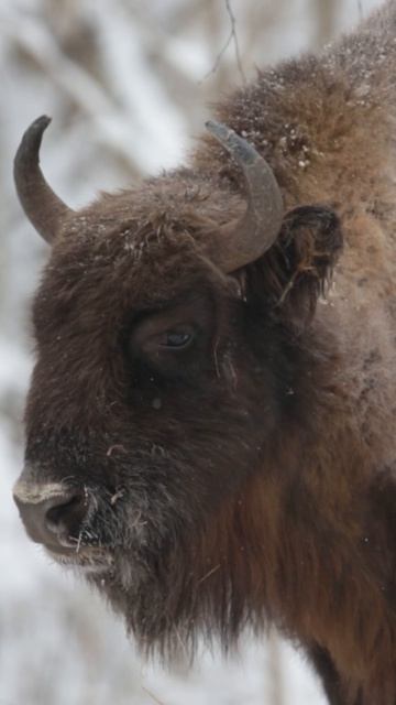 Зубр, лес и минус 30.  #wildlifemotion #дикаяприрода #wildlife
