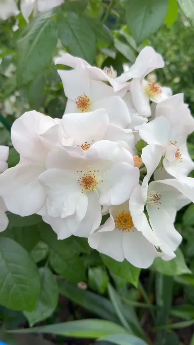 Салли Холмс🕊️и Космос🕊️8 июня🌿 смотреть онлайн