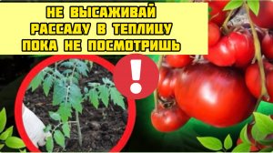 Положила это в лунку, помидоров море и они крупные