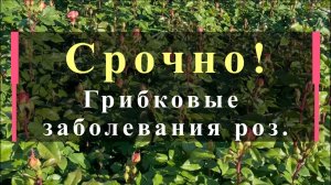 Срочно! Грибковые заболевания роз.