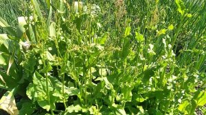 ЩАВЕЛЬ БУДУ КОСИТЬ КОСОЙ🍃🍃🍃🍃🍃🍃