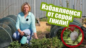 Серая гниль: это поможет защитить посадки!