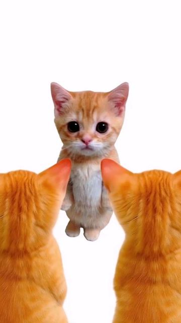 котята пояснят